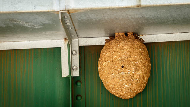 Japanese Hornet's nest