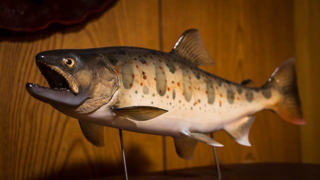 Mounted specimen amago