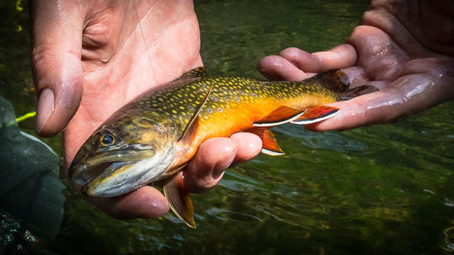 Adaptable Fly Tying Patterns Work for A Wide Range of Species