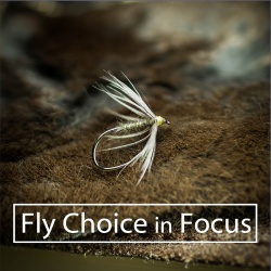 Fly Choice in Focus