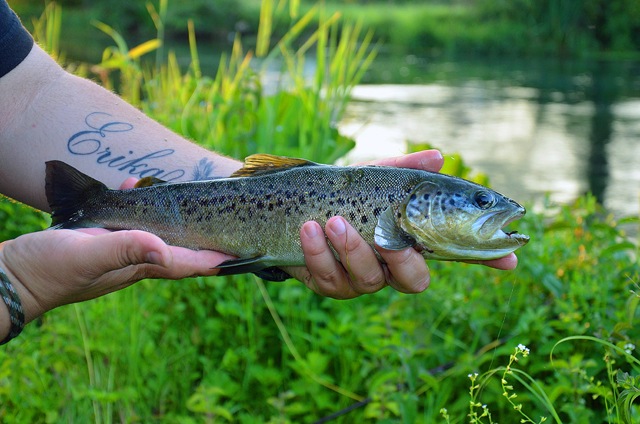 macrostigma trout