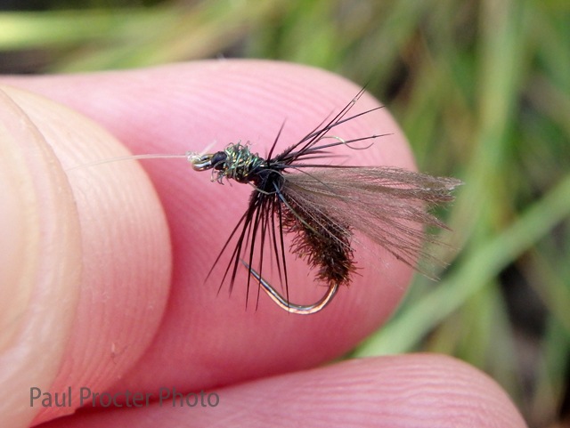 Paul Procter's APT "All Purpose Terrestrial" Trout Dry Fly