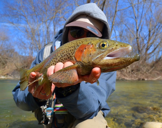 Gabriele Zingara and Rainbow Trout from Sangro area of Italy