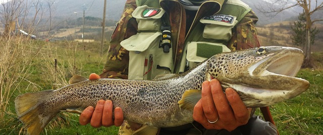 A Grandma Trout from the Sangro System