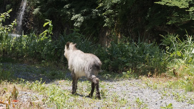 Serow (Japanese goat antelope)