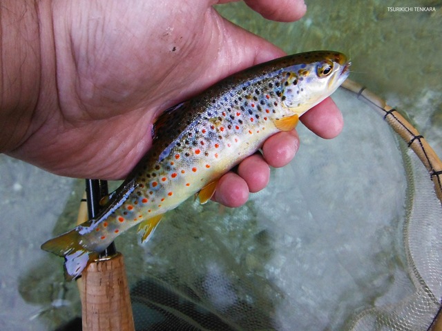 Simbruini perfect wild trout