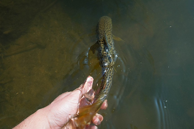 Catch & Release trout fishing