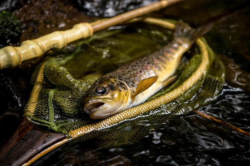 Saitou San Net and Rod and Trout in Shaft of Sunlight