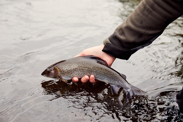 Grayling Fishing Success on a Grey Yorkshire Day