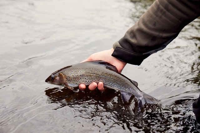 Trout and Grayling Flies: Inside the Fly Box of a Fly Fishing World  Champion 