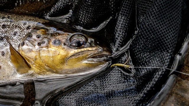 Valsesia style fly and trout capture