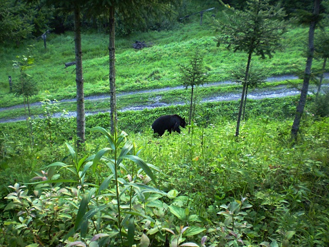 black bear in Japanese mountains
