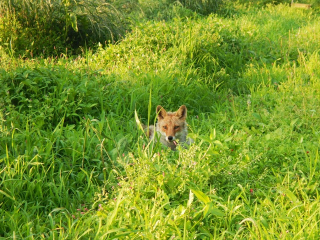 Fox in Japanese mountain