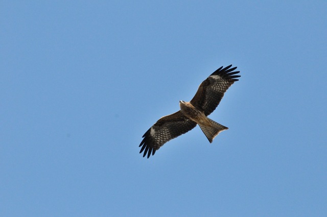 Japanese Tonbi Bird of Prey