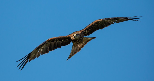 Tonbi or Black Kite Bird of Prey