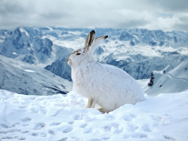 Mountain Hare in Ermine