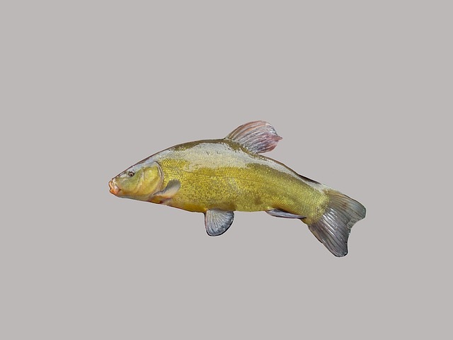 Tench