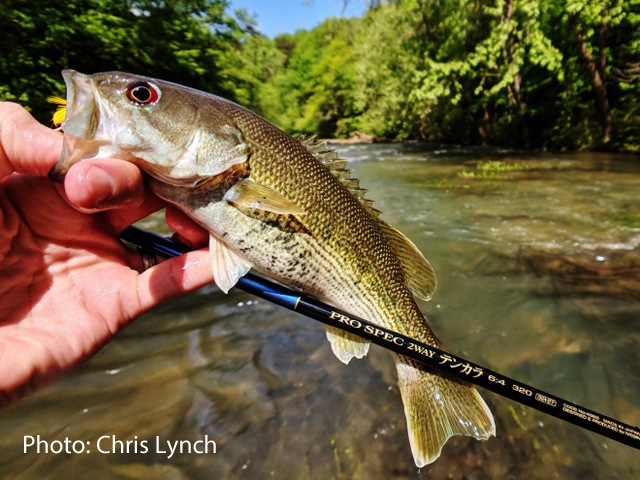 How to Go Fly Fishing for Bass: The Complete Guide