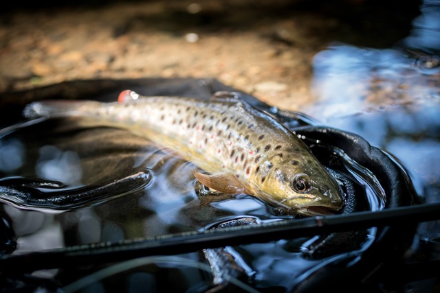 Beautiful wild brown trout from a small stream fly fishing trip in Yorkshire