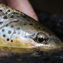 Small Stream Fly Fishing Trout Eye